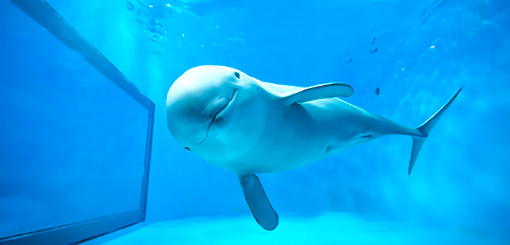 宮島水族館・みやじマリンのスナメリ君