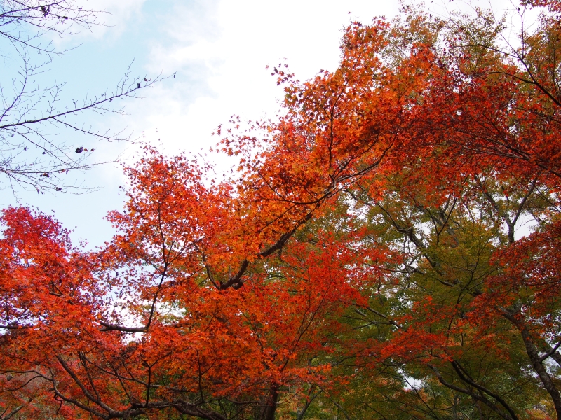 紅葉シーズンなら登るしかないでしょう！宮島の弥山！！