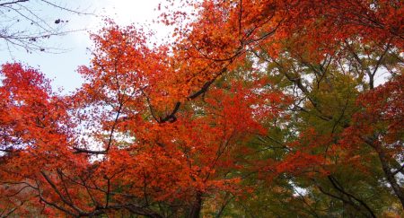 紅葉シーズンなら登るしかないでしょう！宮島の弥山！！