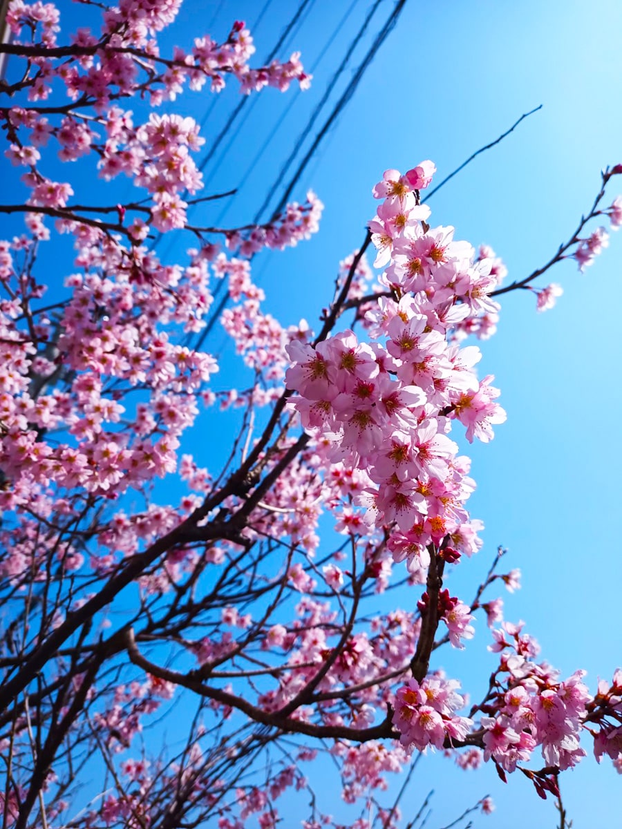 桜が咲いた！春が待ち遠しいハルウララ