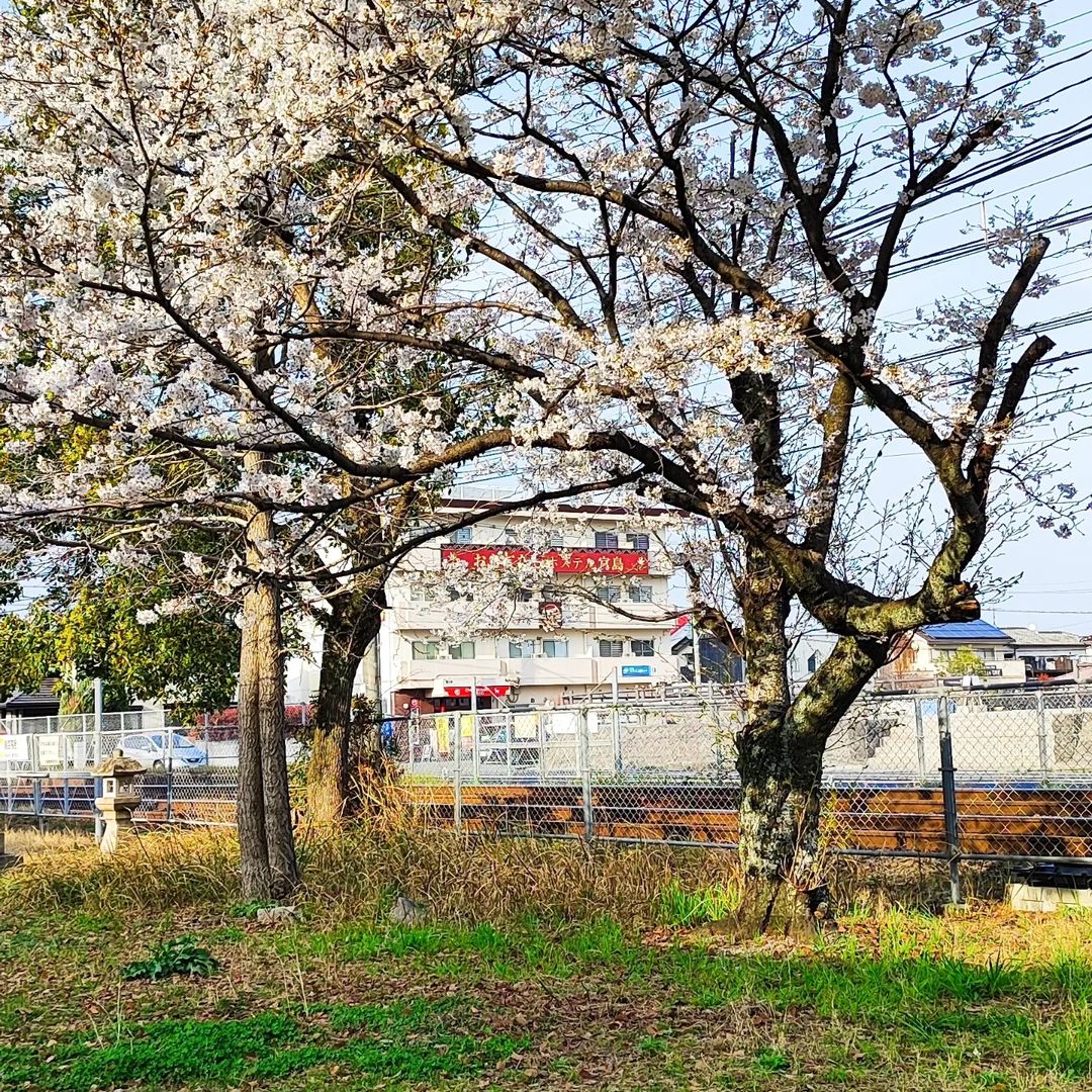 広島・地御前神社の桜