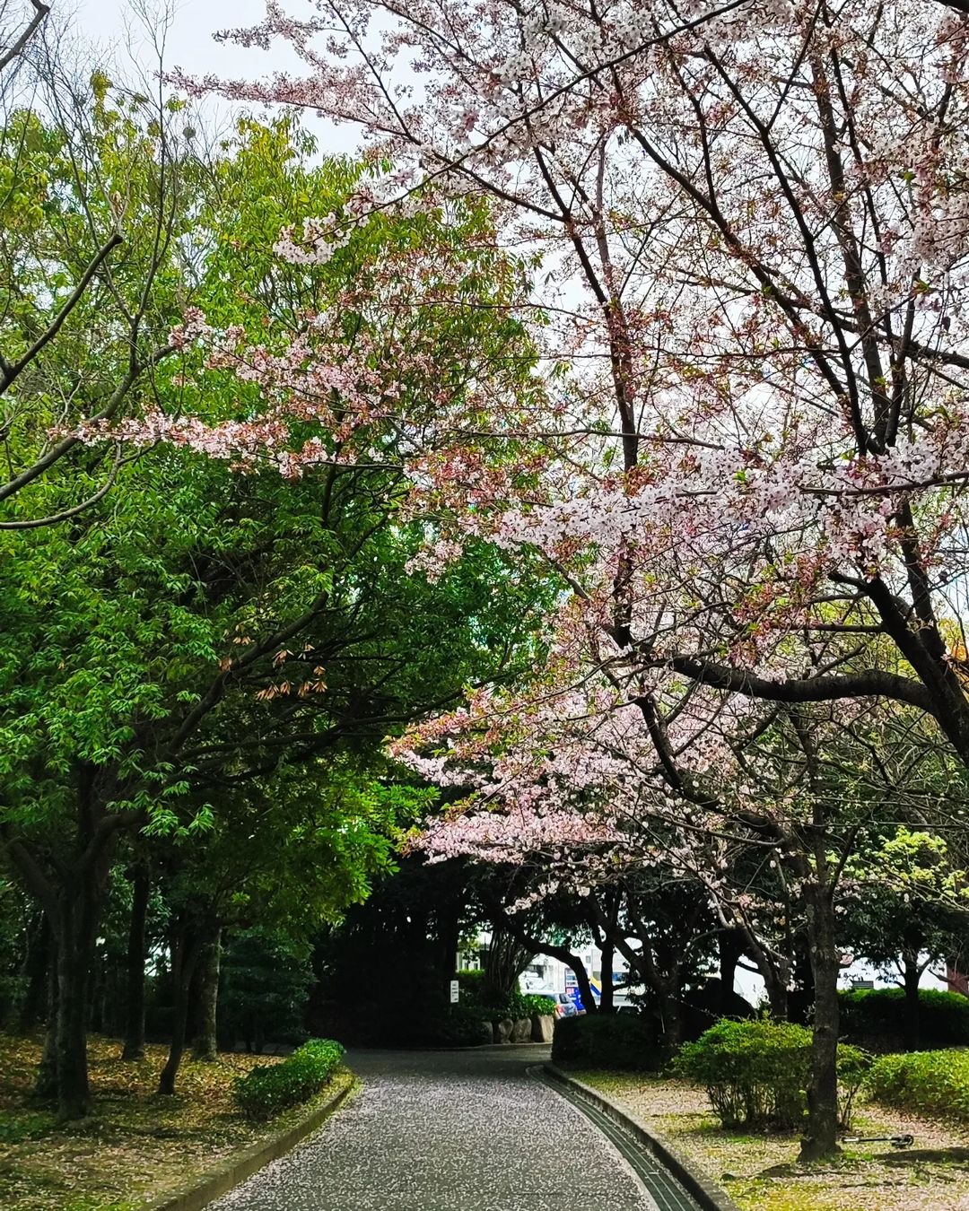 桜を見に街ぶら