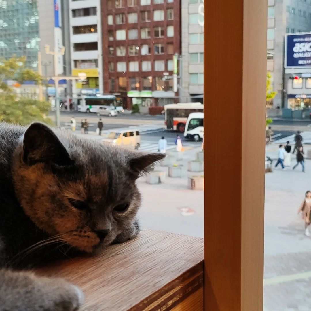 Cat cafe MOFF SHIMINT HIROSHIMA店