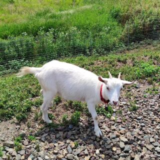 【広島・庄原】クイーンズジェラート