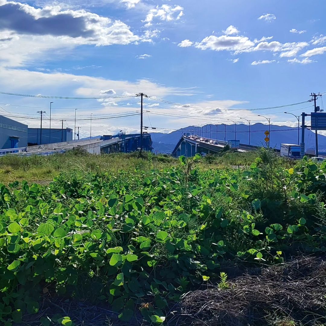 【広島・廿日市】広島はつかいち大橋