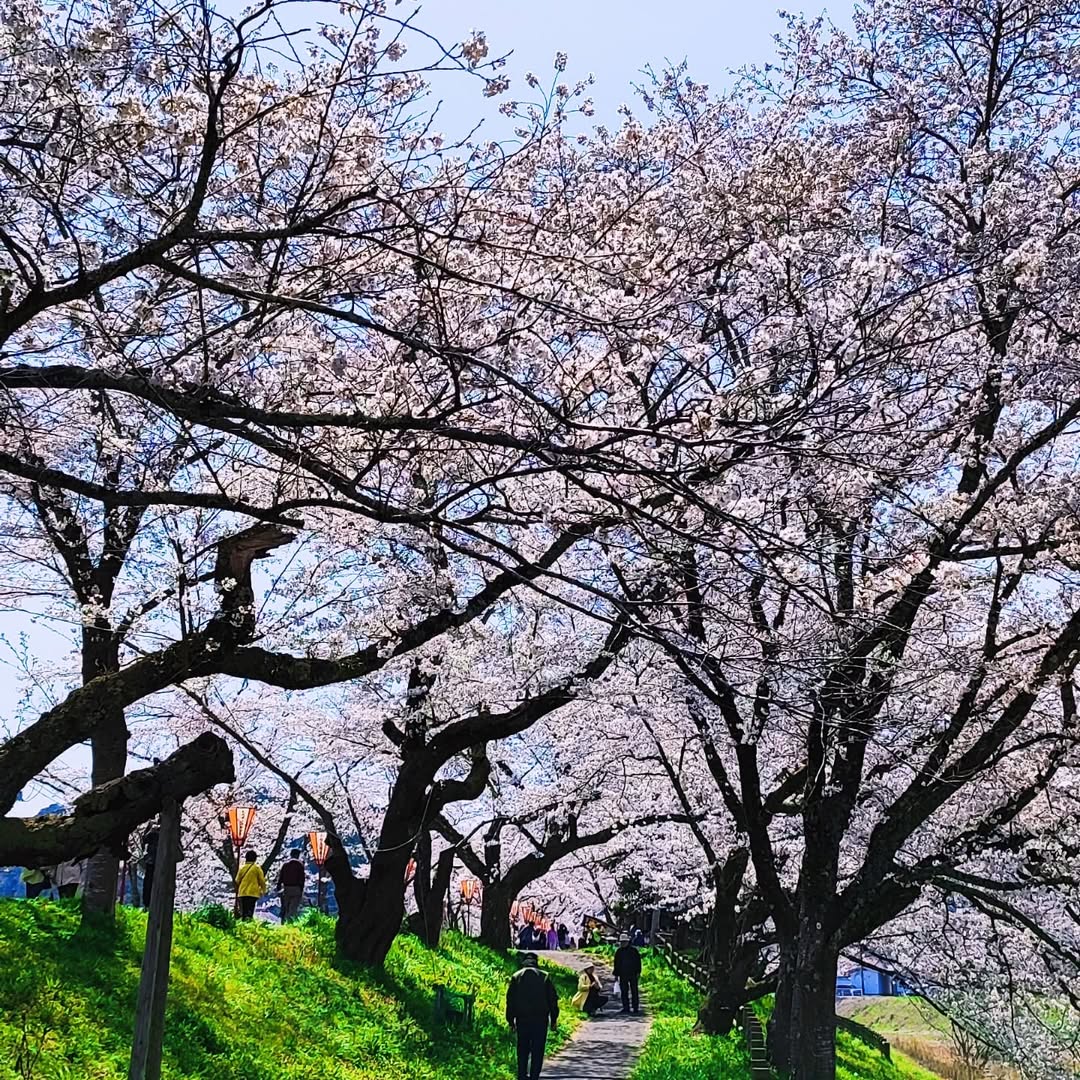 【島根県・雲南市木次町】日本さくら名所100選