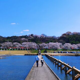 【島根県・雲南市木次町】日本さくら名所100選