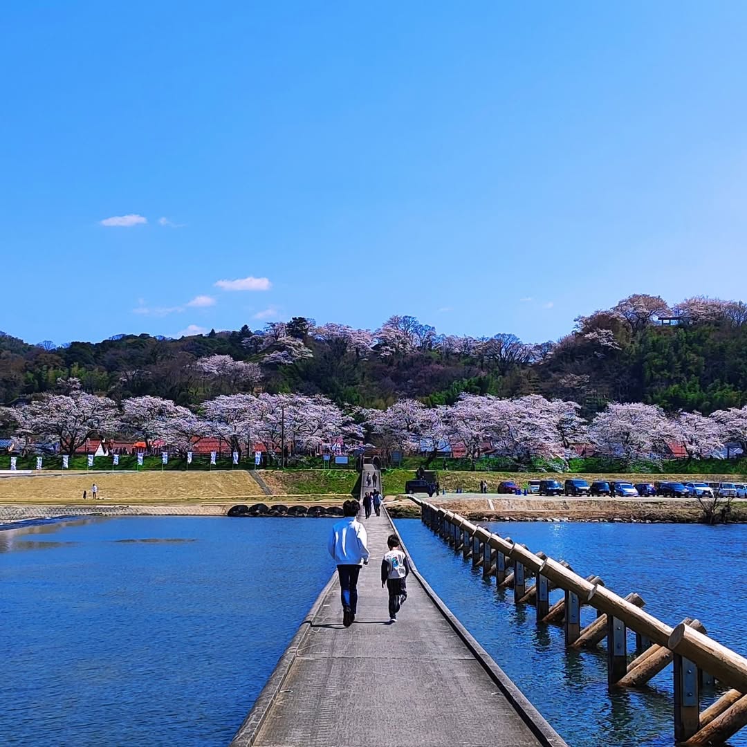 【島根県・雲南市木次町】日本さくら名所100選