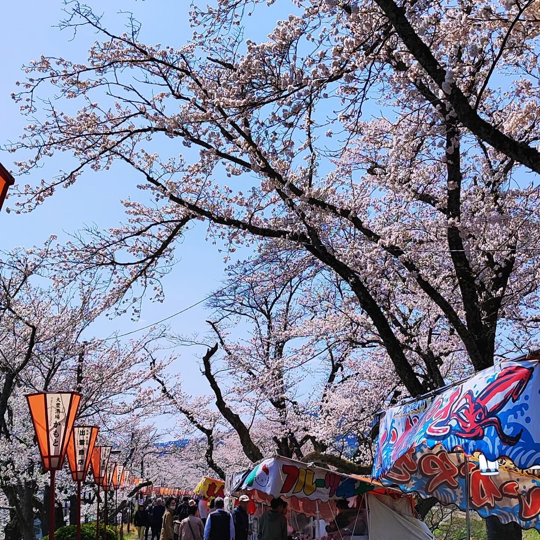 【島根県・雲南市木次町】日本さくら名所100選