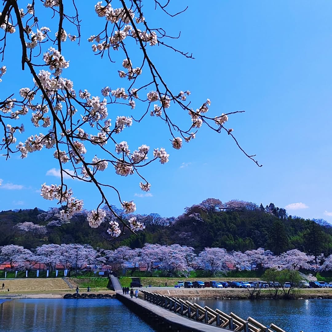 【島根県・雲南市木次町】日本さくら名所100選
