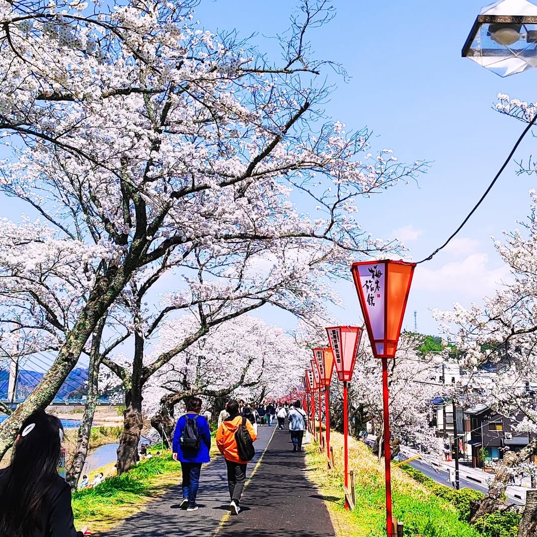 【島根県・雲南市木次町】日本さくら名所100選