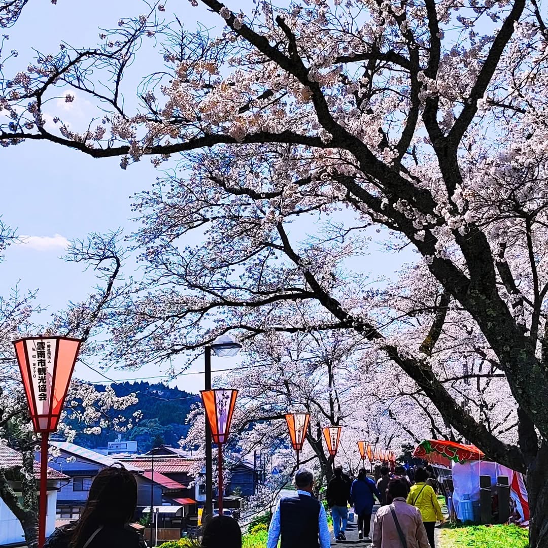 【島根県・雲南市木次町】日本さくら名所100選
