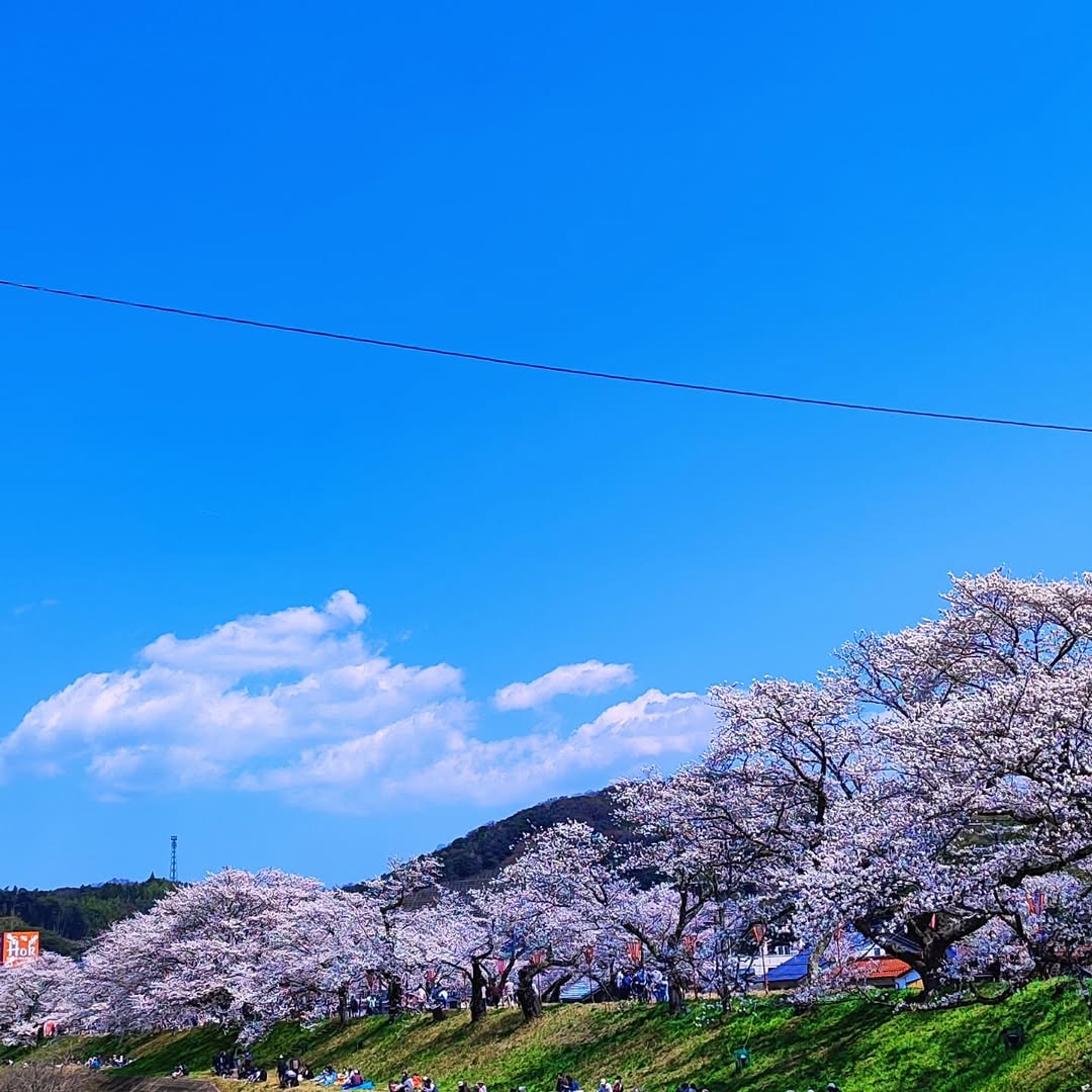 【島根県・雲南市木次町】日本さくら名所100選