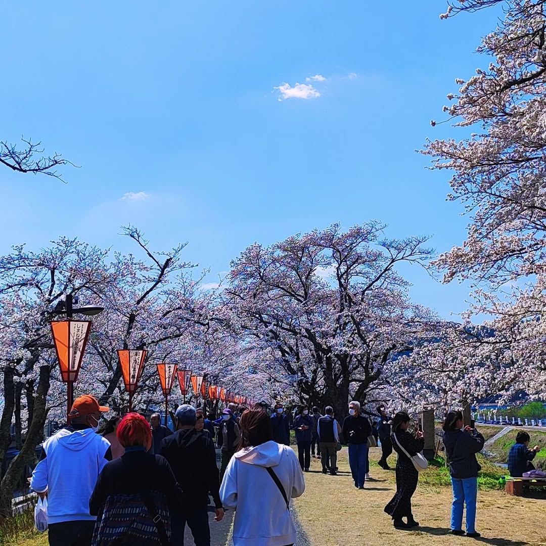 【島根県・雲南市木次町】日本さくら名所100選