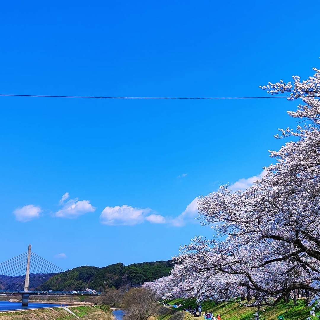 【島根県・雲南市木次町】日本さくら名所100選