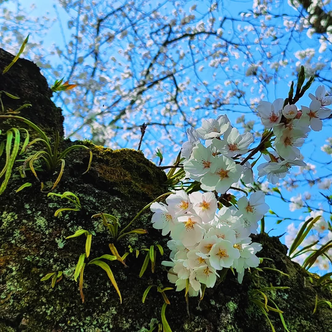【島根県・雲南市木次町】日本さくら名所100選