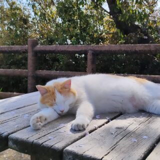 【広島・南区】黄金山 桜とネコ