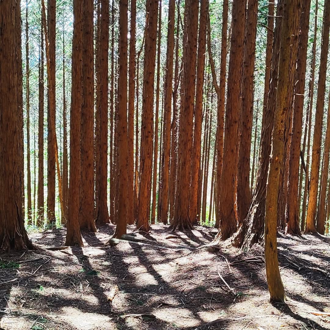 【広島・廿日市】大峯山