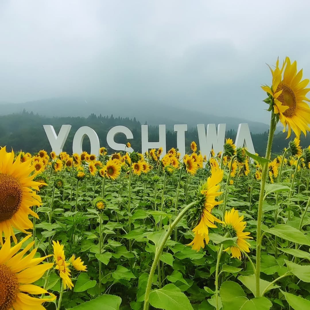 【広島・廿日市】吉和ひまわり畑