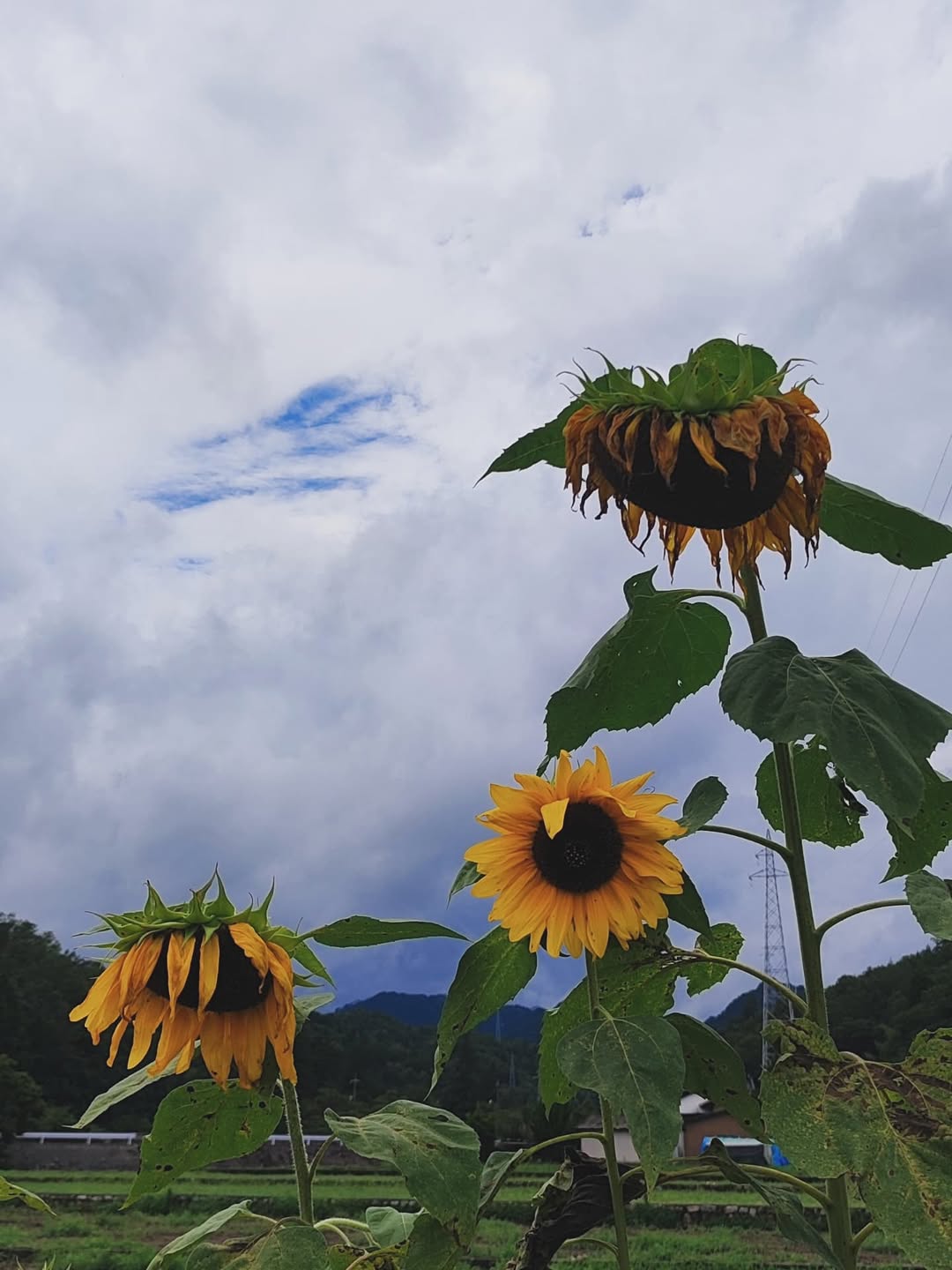 【広島・廿日市】津田ひまわり畑