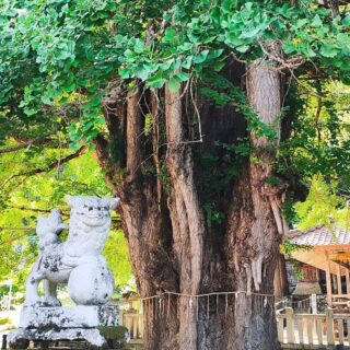 【広島・安芸太田】筒賀の大銀杏