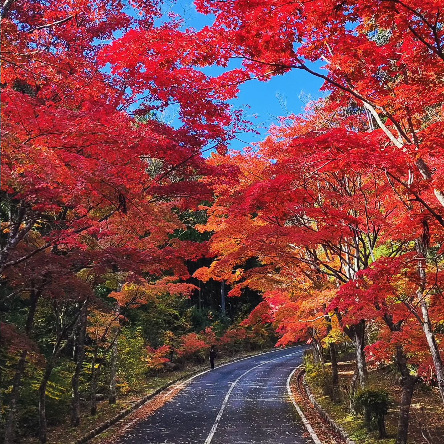 【広島・大竹】三倉岳 県立 自然公園キャンプ場