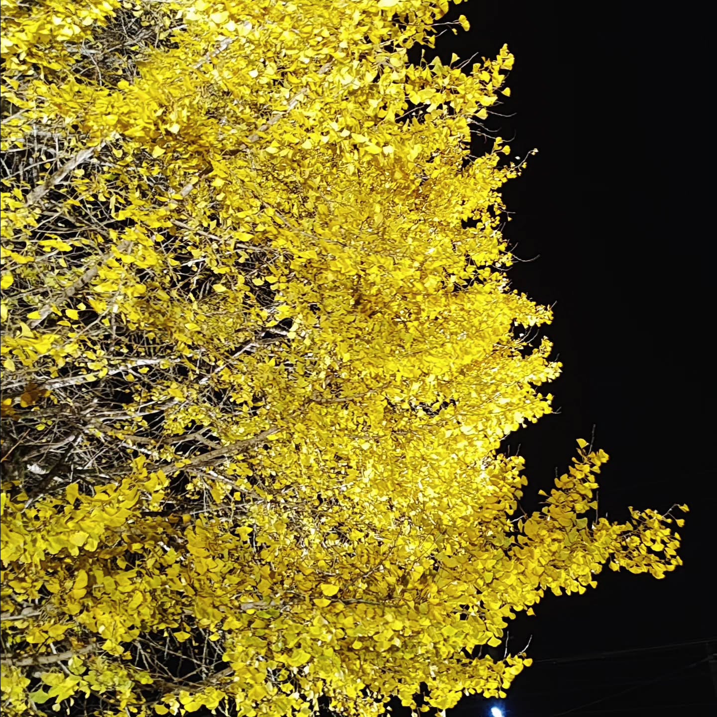 【広島・安芸太田町】筒賀の大銀杏
