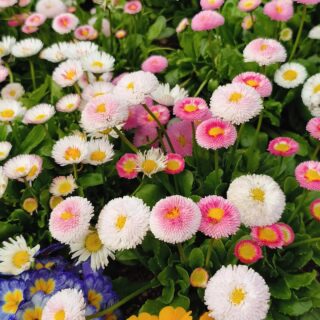 【広島・安芸高田市】湧永満之記念庭園