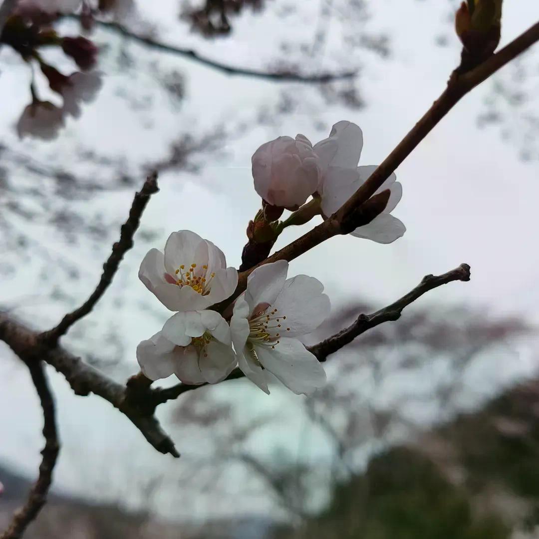 【広島・安芸高田市】土師ダムで桜のお花見