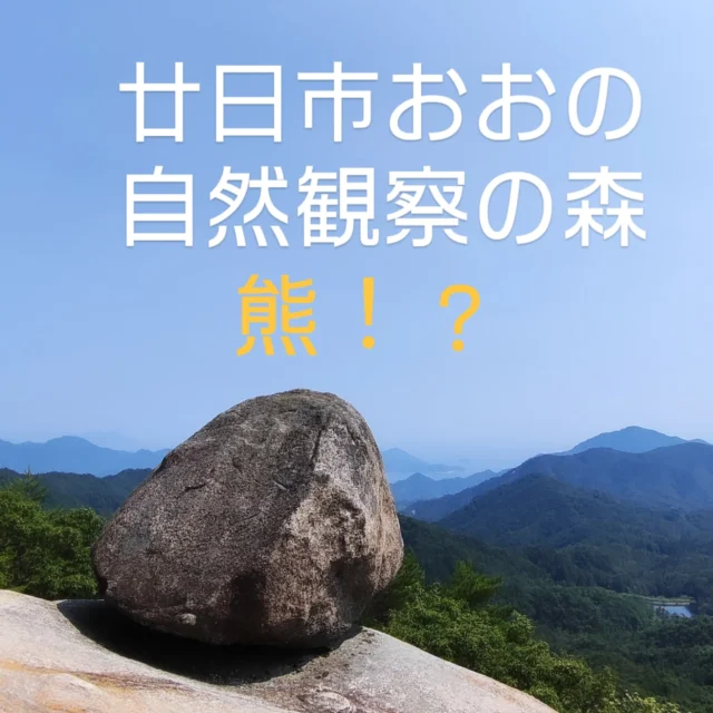 熊いたかも！？🐻

前回、おおの自然観察の森へ到着しました

敷地内にはカエルの池もあり、子どものころに見たぐらいのオタマジャクシでいっぱい！
今はこんな光景見れないんですよね😭

そして広島の天然記念物のベニマンサクの木々
ハートの形がなんとも可愛いですね🥰

さて、ここからおむすび岩に向けて権現山を登ります🍙
山中は割となだらかな斜面

しかし暑さと体力のなさでヒィヒィ💦
おむすび岩に到着〜
ここでお弁当タイム🍱
落としたお弁当粒をアリさんが運んでいきました

そして廿日市の山々を見渡せる絶景！
神にでもなった気分

ここから尾根づたいに権現山を目指そう！
約2キロですがもう脚がパンパン＆駐車場の閉館時間に間に合いそうもない

そしてさっきから背後がゾワゾワする
振り返っても何もいない、音もない

残り1km切ったところでギブアップ🥴

おむすび岩まで戻る最中の山道のど真ん中にウンチが…💩

もしやと枝で割ってみるとやや乾燥しており中が柔らかい
これは近いぞ

急いで検索すると黒っぽくて、匂いも少ない
熊🐻⁉️

看板には熊注意

あっ😭

九死に一生を得たのかもしれません
ご先祖様ありがとう

ラビット🐰

☆★☆★☆★☆★☆★☆★☆★⁡⁡⁡⁡⁡

おもてなしホステル宮島
〒738-0042⁡
広島県廿日市市地御前5丁目15-10
ＴＥＬ：0829-36-3677

☆★☆★☆★☆★☆★☆★☆★⁡⁡⁡⁡⁡
#おおの
#自然
#ベニマンサク
#広島ランチ
#広島食べ歩き
#広島グルメ
#平和大通り
#広島名物
#天然記念物
#旅好きな人と繋がりたい
#おもてなしホステル宮島
#広島ゲストハウス 
#宮島ホテル
#廿日市市ホテル
#大鳥居
#厳島神社
#宮島
#廿日市
#地御前
#ひとり旅
#ゲストハウス
#旅行
#観光
#広島
