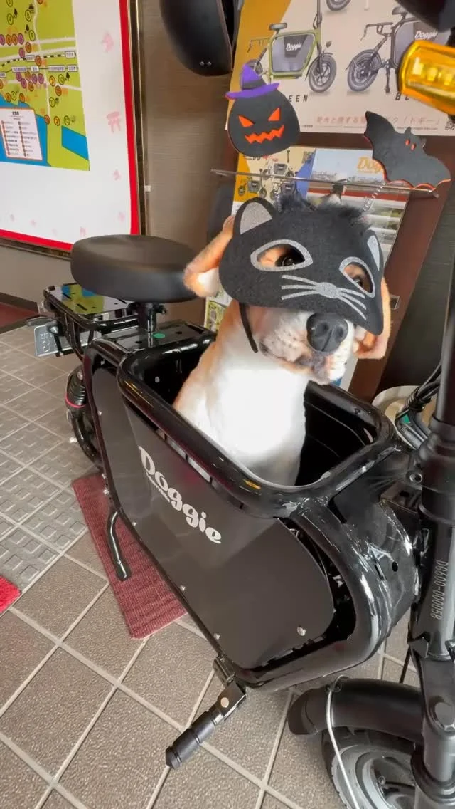 #おもてなしホステル宮島 #宮島宿泊 #宮島近くのホテル #宮島旅行 #宮島観光 #広島ホテル安い #廿日市ホテル安い #宮島ホテル安い #廿日市ゲストハウス #廿日市ホテル #廿日市ビジネスホテル #広島ホテル #宮島ホテル #キャンプ部屋 #おとぎの部屋 #コンセプト部屋 #omotenashiHostel #hirorshimahotel #miyajimahotel #hatsukaichihotel #広島犬と泊まれる宿 #宮島犬と泊まれる宿 #廿日市ランチ #宮島ランチ #Doggie #小型モビリティ #eバイク #EVバイク #EV原付 #ペットと乗れるeバイク