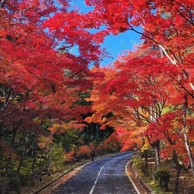 いまキャンプが熱い！
大竹市の三倉岳県立自然公園へ行ってきました

ソロで👍️

佐伯区を抜けて津田のあたりへ行くと自然が出迎えてくれます
尖った山々を見つけると、それは三倉岳

自然公園へ着くと紅葉がキレイ☺️🍁
もうそんな季節、風が冷たい〜

駐車場にはボルダリングがありましたよ
山岳クライマーの聖地だとか、すごいなぁ

管理棟へ続く道は紅葉のアーチ
そこからのぞく三倉岳
自然に圧倒されます😭

デイキャンプの許可証をいただくときに管理人さんとお話し
皆さん、温かくていい方だなぁ
外国のお客様も観光に来られていましたよ

薪を割って、焚き火で燃やす🔥
自然と一体になる心地よさは贅沢だ
昔は当たり前だったのにね

ふとトム・ハンクスのキャスト アウェイを思い出しました

ウィルソーーーーン😭😭😭

安全なキャンプはおもてなしホステルのコンセプト部屋へ
子どもたちに大人気です、ぜひ😁👍️

ラビット🐰

☆★☆★☆★☆★☆★☆★☆★⁡⁡⁡⁡⁡

おもてなしホステル宮島
〒738-0042⁡
広島県廿日市市地御前5丁目15-10

☆★☆★☆★☆★☆★☆★☆★⁡⁡⁡⁡⁡
#キャンプ
#焚き火
#三倉岳
#広島ランチ
#大竹
#広島グルメ
#広島キャンプ
#広島スイーツ
#広島市
#旅好きな人と繋がりたい
#おもてなしホステル宮島
#広島ゲストハウス 
#宮島ホテル
#廿日市市ホテル
#大鳥居
#厳島神社
#宮島
#廿日市
#地御前
#ひとり旅
#ゲストハウス
#旅行
#観光
#広島